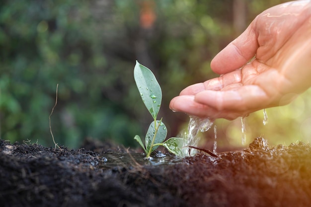 農夫の手が若い植物に水をまき、苗木を育てる木の手で若い植物に水をまく