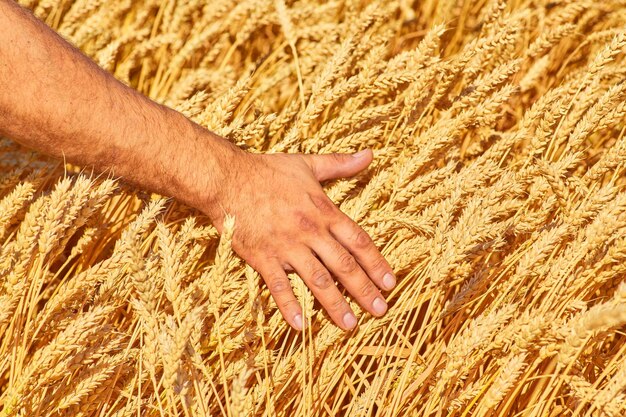 Photo farmer hand wheat the concept of a rich harvest with sunset background