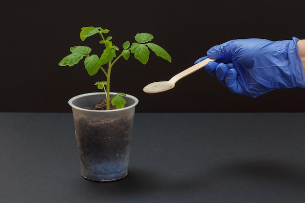 写真 若いトマト植物のための化学肥料と農民の手