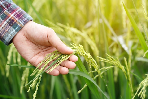 Farmer hand with rice field.