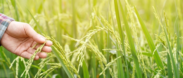 Farmer hand with rice field.