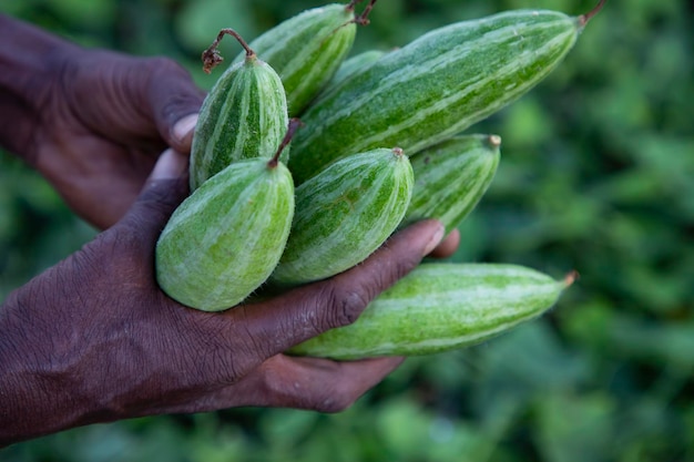 Farmer Handholding some raw green pointed gourd selective Focus