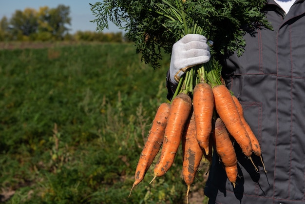 Farmer hands in gloves holding bunch of carrot in the garden closeup harvest concept