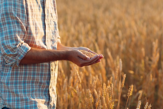 Farmer hands hold ripe wheat seeds after the harvest.