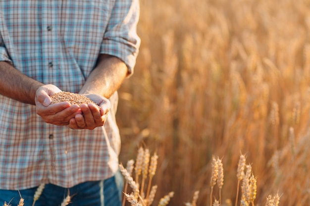 Farmer hands hold ripe wheat seeds after the harvest.