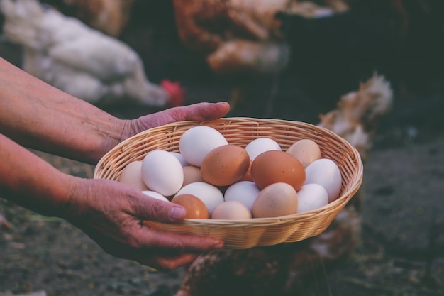 farmer hands holding fresh eggs