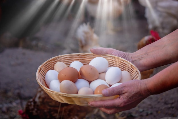 farmer hands holding fresh eggs