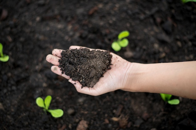 Photo farmer hands holding soil organic