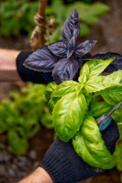紫と緑のバジル植物の葉を握る農家の手 オーガニック農業の背景生態学