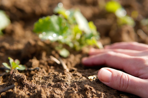 Foto mani dell'agricoltore che piantano una pianta nel campo giornata della terra