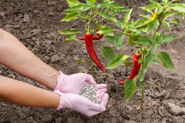 Farmer hands in rubber gloves giving chemical fertilizer to chili pepper bush