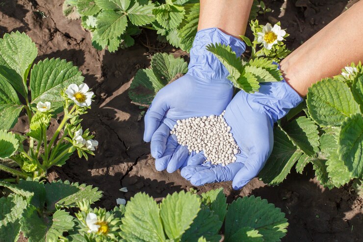 農家は、庭で開花期にイチゴの若い茂みに化学肥料を与えるゴム手袋を手渡します