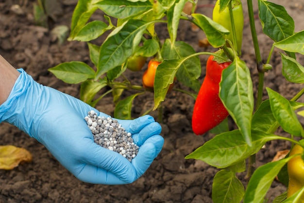 ゴム手袋をはめた農民の手は、ピーマンの茂みにそれを与えるために化学肥料を保持します