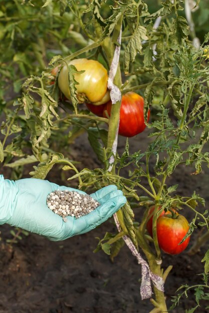 고무 장갑을 낀 농부는 화학 비료를 들고 정원에 있는 토마토 덤불에 줍니다