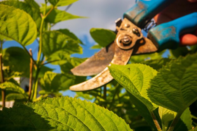 시카터로 관목을 잘라내는 농부 손 정원 도구 농업 개념 농업 계절과 식물 관리