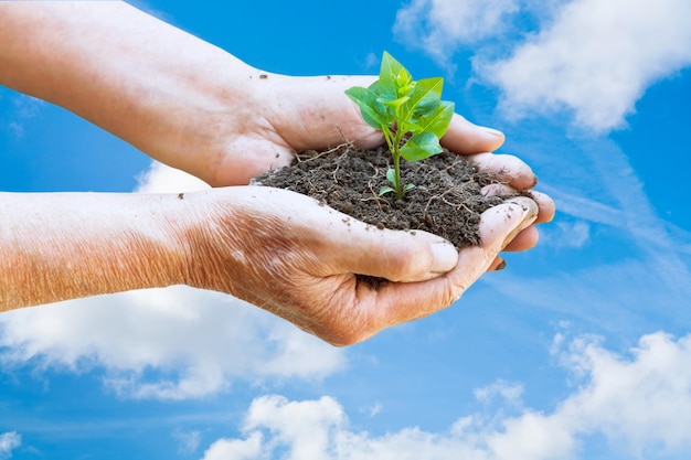 Farmer hands with handful soil and green sprout