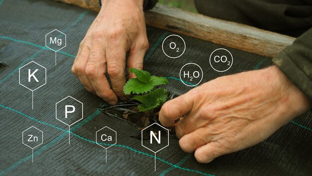 Foto le mani dell'agricoltore piantano giovani piante l'agricoltura del futuro icona di nutrienti minerali digitali tecnologia moderna intelligente