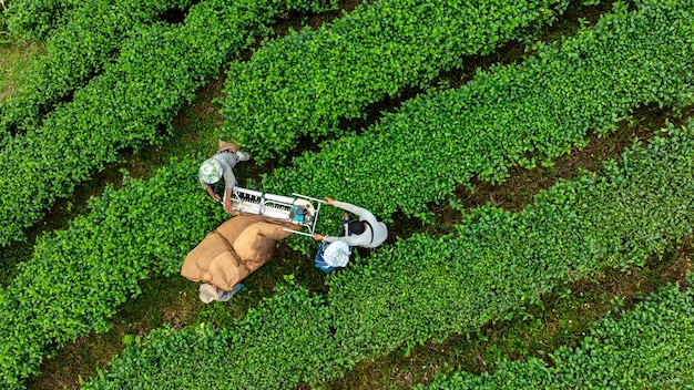 写真 緑茶の葉を収する農夫茶葉を切る機械を使用する