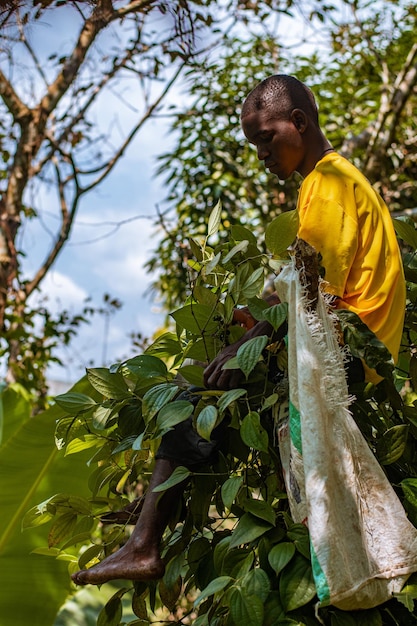 A farmer harvesting black pepper in rural area