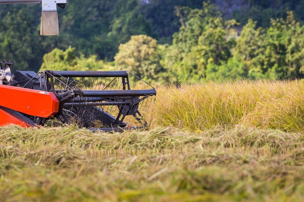 Farmer harvesting by combine harvester