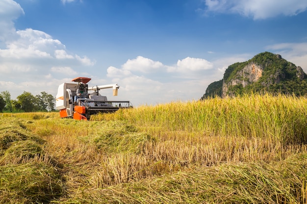 Farmer harvesting by combine harvester