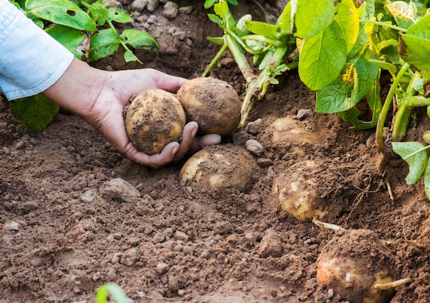 Farmer harvesting fresh potatoes.