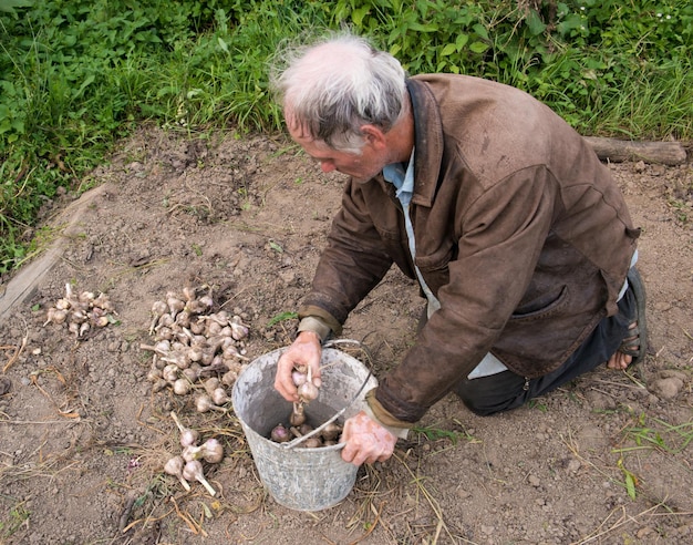 Farmer harvesting garlic into the pail