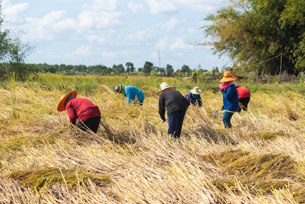 Фото Фермер убирает урожай в сезон сбора урожая. фермер резки риса в полях, таиланд.