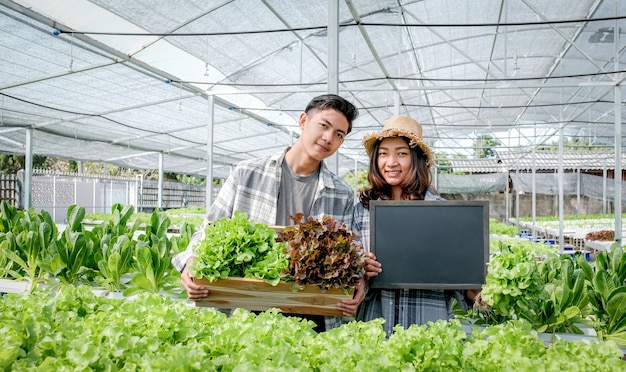 顧客のために水耕栽培農場からレタスを収穫する農民。