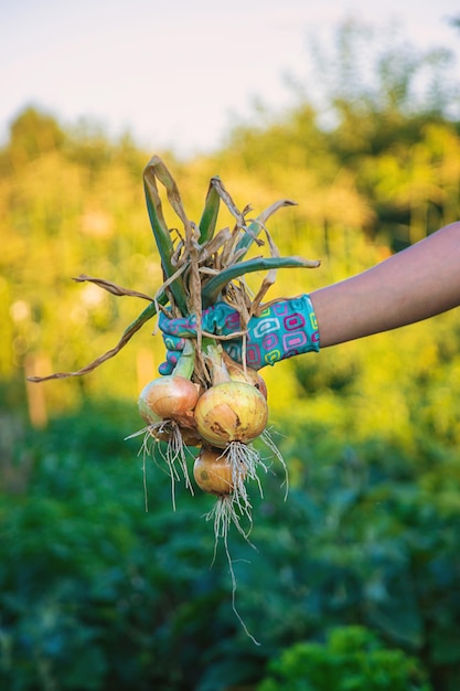 Farmer harvesting onions in the garden Selective focus