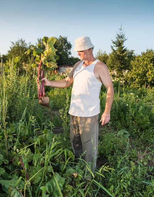 Фермер собирает органическую свеклу в саду
