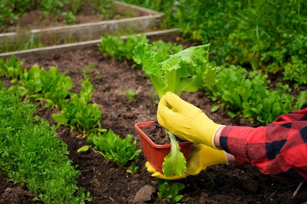 Farmer harvesting organic salad leaves in the the greenhouse
female hand holding or picking butterhead salad lettuce in her
hands agricultural farming fresh vegetable healthy food
concept