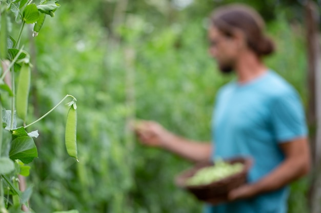 Farmer harvesting peas manually in an ecological farm farm to
table concept