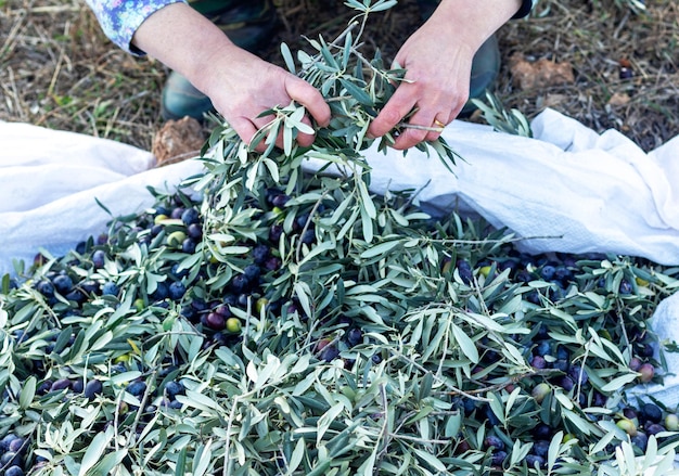 Foto agricoltore che raccoglie olive mature