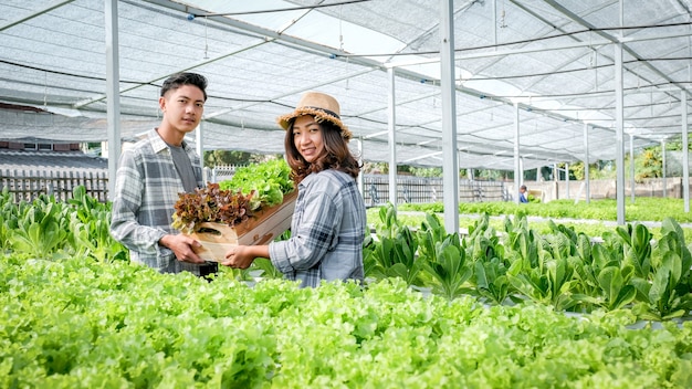 야채 유기농 샐러드, 고객을 위해 수경 농장에서 상추를 수확하는 농부.