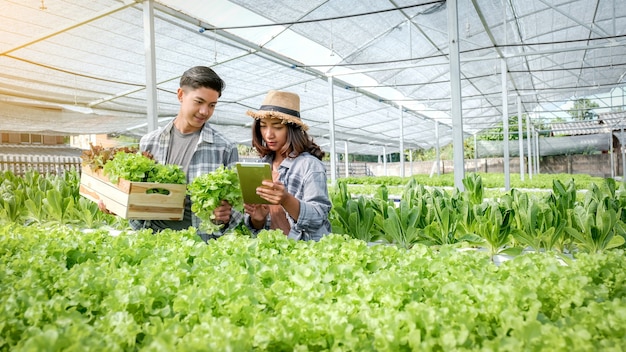 野菜の有機サラダ、顧客のための水耕栽培農場からのレタスを収穫する農民