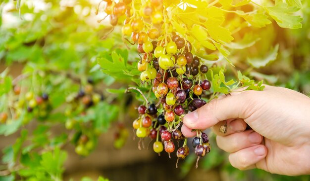 A farmer harvests blackcurrant in the garden summer healthy\
harvest berry harvesting