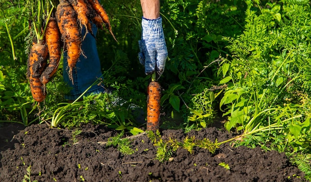 L'agricoltore raccoglie le carote messa a fuoco selettiva