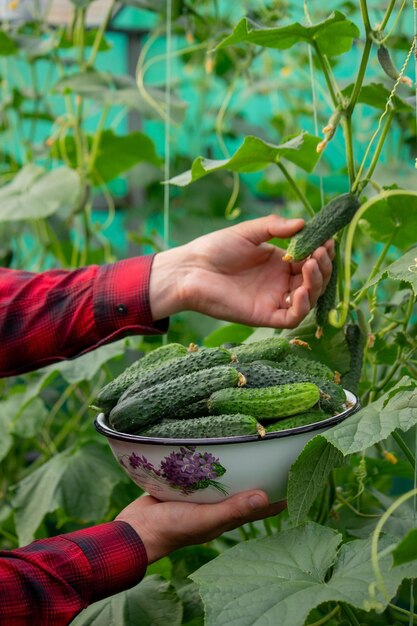 A farmer harvests cucumbers cucumbers in a bowl