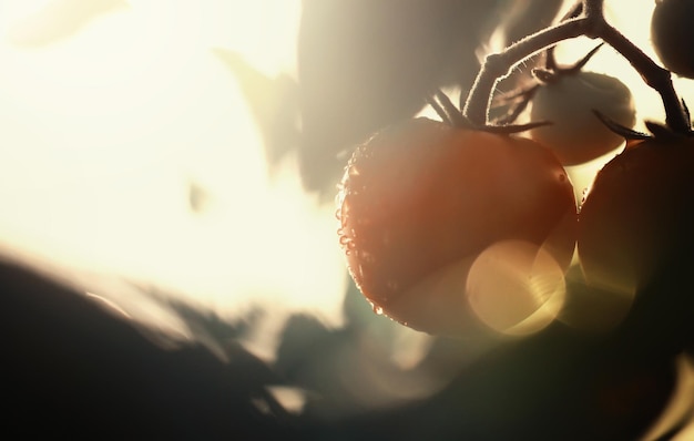 Il contadino raccoglie pomodori freschi in serra ortaggi ecologici corretta alimentazione