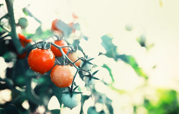 The farmer harvests fresh tomatoes in the greenhouse Ecological vegetables proper nutrition