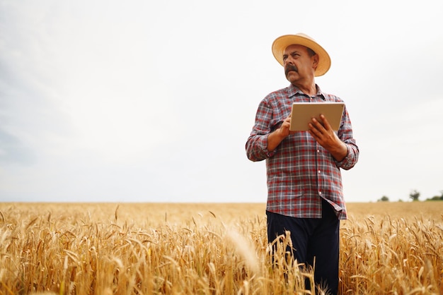 Farmer in the hat checking wheat field progress holding tablet using internet digital agriculture