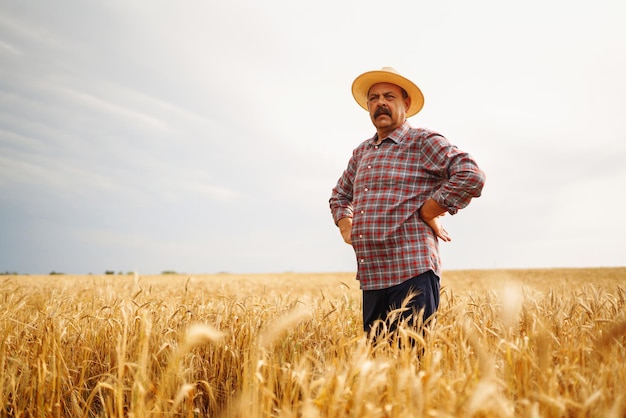 Farmer in the hat in a wheat field checking crop agriculture gardening or ecology concept