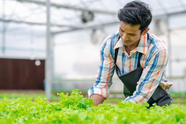 사진 농부는 온실 수경 재배 농장에서 야채를 소진