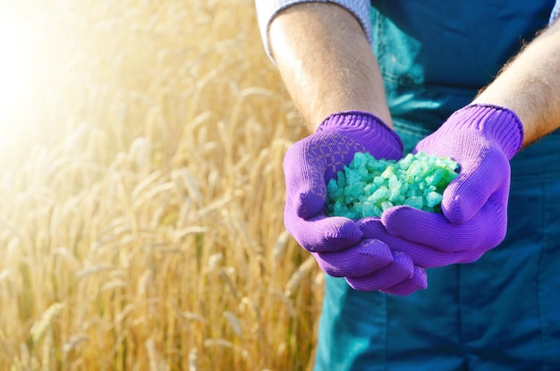 Farmer hold fertilizers in his hands with wheat field at background Plants care and feeding concept