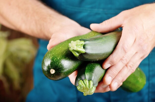 農夫は彼の手で新鮮な有機ズッキーニを保持します 野菜の収穫の概念