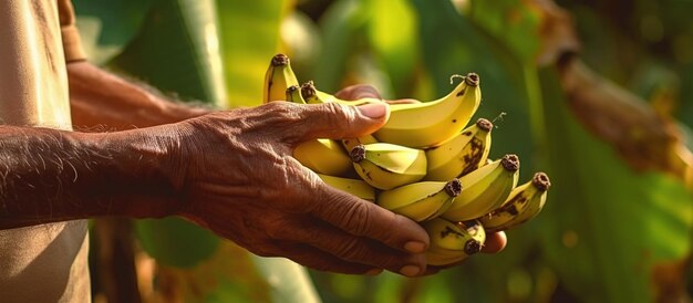 Farmer holding banana fruit harvest concept