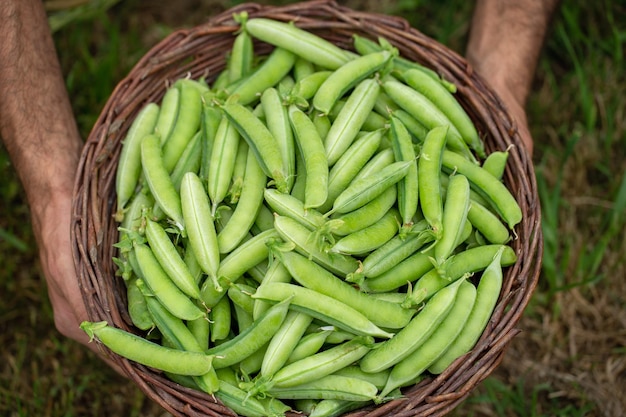 farmer holding basket of peas Farm to table concept