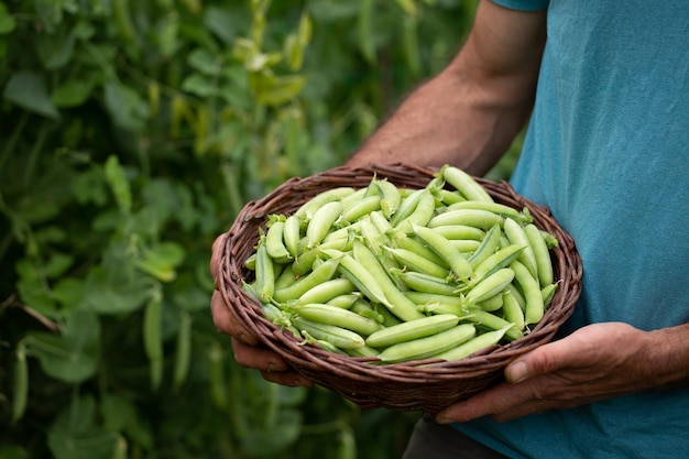 farmer holding basket of peas Farm to table concept