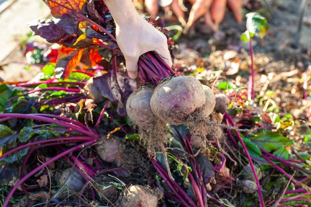 Farmer holding a bunch of beets from his harvest